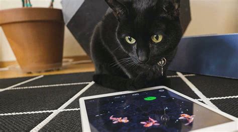 This iOS game was made for a cat and reviewed by .